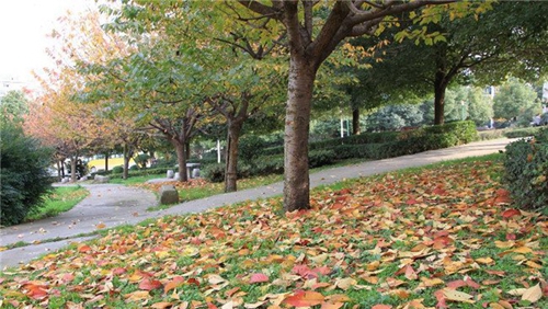 貴州交通技師學(xué)院(貴州省交通運輸學(xué)校)校園綠化