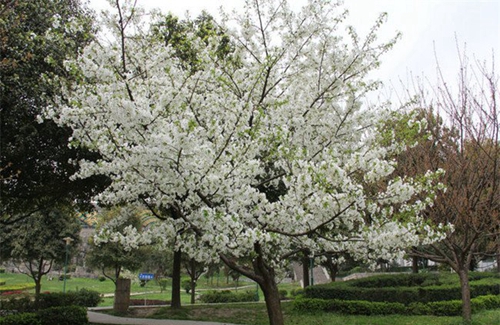 貴州交通技師學(xué)院(貴州省交通運輸學(xué)校)春天梨花開