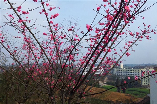 宜賓縣柳嘉職業(yè)技術(shù)學(xué)校(柳嘉職業(yè)中學(xué))梅花開了