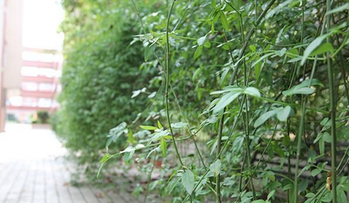 四川省衛(wèi)生學(xué)校龍泉校區(qū)校園小景2（龍泉校區(qū)）