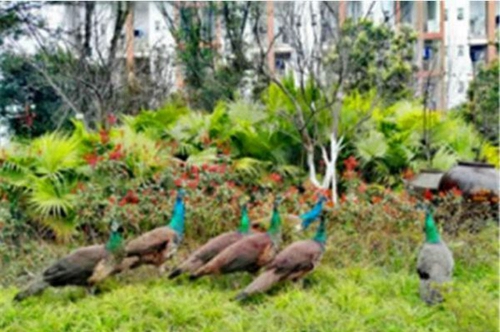 四川省旅游學校藍孔雀