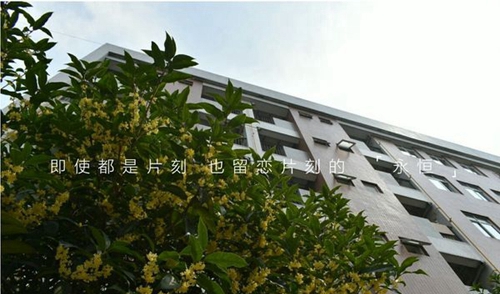 中國五冶大學(xué)（高新校區(qū)）校園桂花