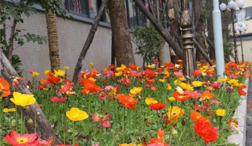 達州鳳凰職業(yè)技術學校校園內盛開的鮮花