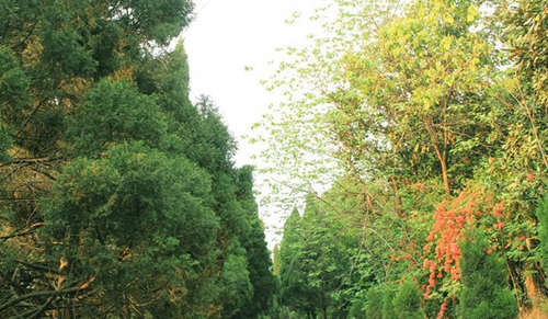 攀枝花市華森職業(yè)學校校園道路