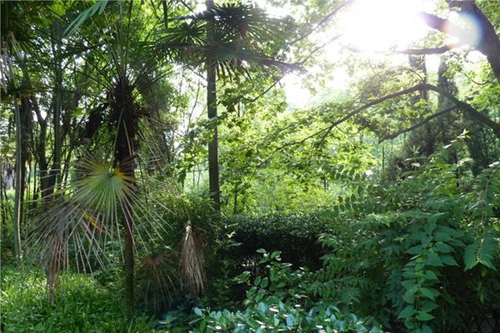 岳池縣職業(yè)技術(shù)學(xué)校校園綠植