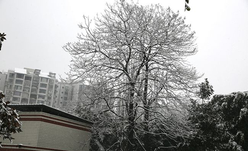 重慶海聯(lián)職業(yè)技術(shù)學(xué)院校園雪景