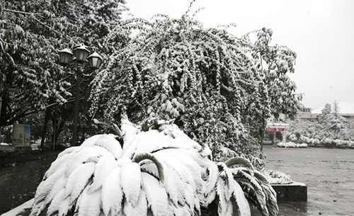 重慶海聯(lián)職業(yè)技術(shù)學(xué)院校園雪景2