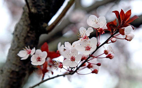 重慶信息技術(shù)職業(yè)學(xué)院校園鮮花