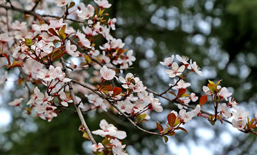 重慶信息技術(shù)職業(yè)學(xué)院校園春花