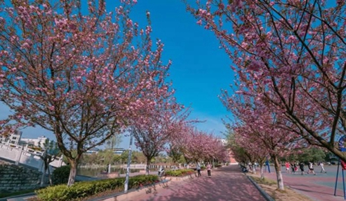 四川交通職業(yè)技術(shù)學(xué)院浪漫花路