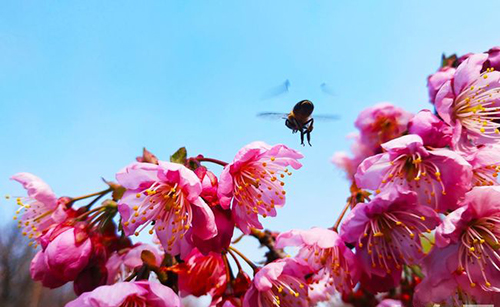 重慶旅游職業(yè)學(xué)院花開(kāi)富貴