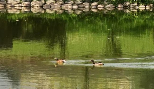 成都東軟學(xué)院校園湖