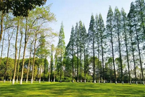 成都東軟學(xué)院校園綠化