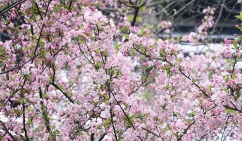 成都東軟學(xué)院櫻花爛漫