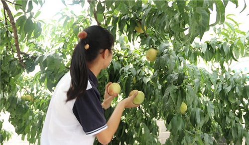 四川師范大學(xué)附屬第一實(shí)驗(yàn)中學(xué)采摘桃子2（龍泉校區(qū)）