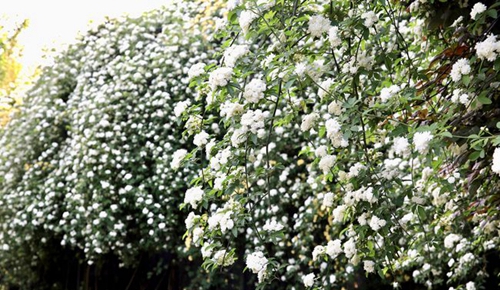 四川師范大學(xué)附屬第一實(shí)驗(yàn)中學(xué)朵朵白花（錦江校區(qū)）