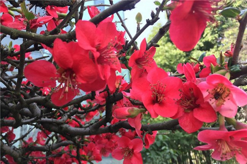 四川師范大學(xué)附屬第一實(shí)驗(yàn)中學(xué)紅花似火（龍泉校區(qū)）