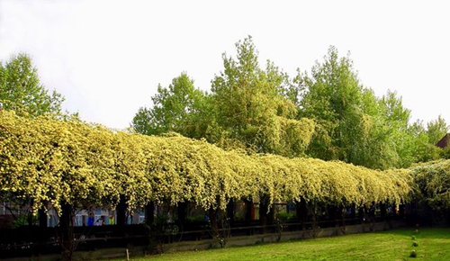 四川師范大學(xué)附屬第一實(shí)驗(yàn)中學(xué)校園綠化（錦江校區(qū)）