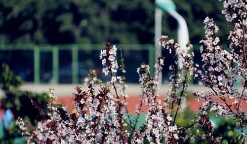 四川師范大學(xué)附屬第一實(shí)驗(yàn)中學(xué)校園美景（龍泉校區(qū)）