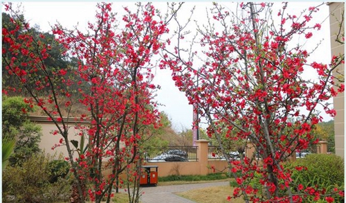 四川師范大學(xué)附屬第一實(shí)驗(yàn)中學(xué)校園小徑（天府校區(qū)）