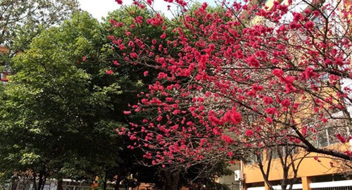 四川省廣元中學(xué)校園風(fēng)景