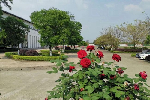 成都石室白馬中學校園景色