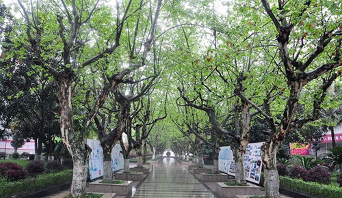 成都市中和中學林蔭道