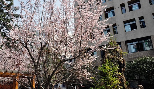 成都市中和中學校園的春天