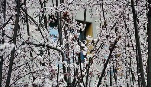 成都市中和中學校園景色