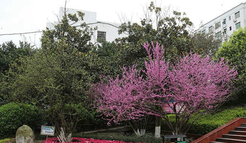 四川省南充市白塔中學(xué)花園