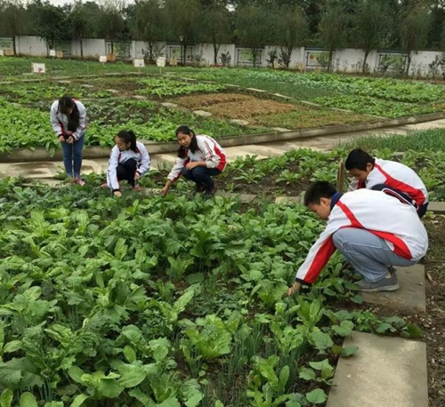 四川省彭州市濛陽(yáng)中學(xué)拔草