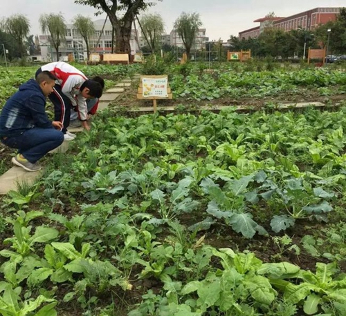 四川省彭州市濛陽(yáng)中學(xué)除草