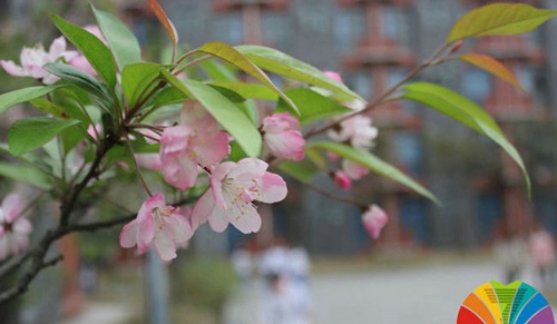 成都七中萬達學(xué)校(國際部)校園花開