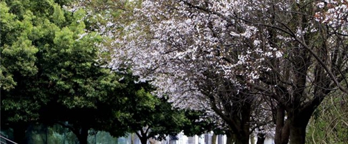 四川省西充中學(xué)校園景色