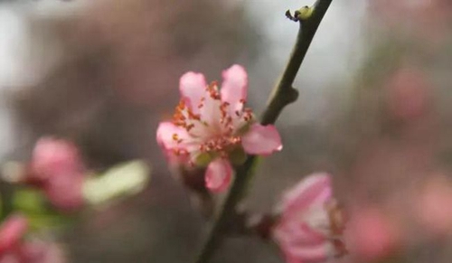 四川師范大學(xué)附屬中學(xué)外國(guó)語(yǔ)學(xué)校春季花團(tuán)錦簇2