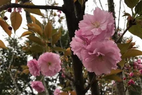 成都市第三十八中學(xué)校校園鮮花