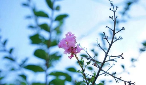 成都城投驛都·美中國際GIA學校鮮花