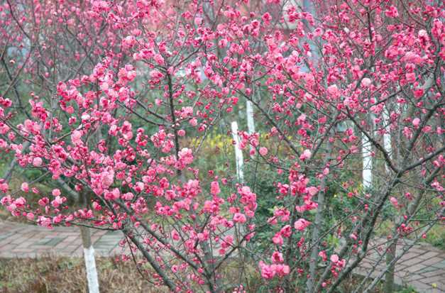 紅梅花